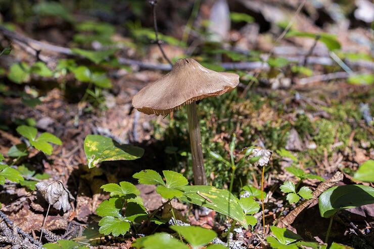 orphan-lake-trail-8