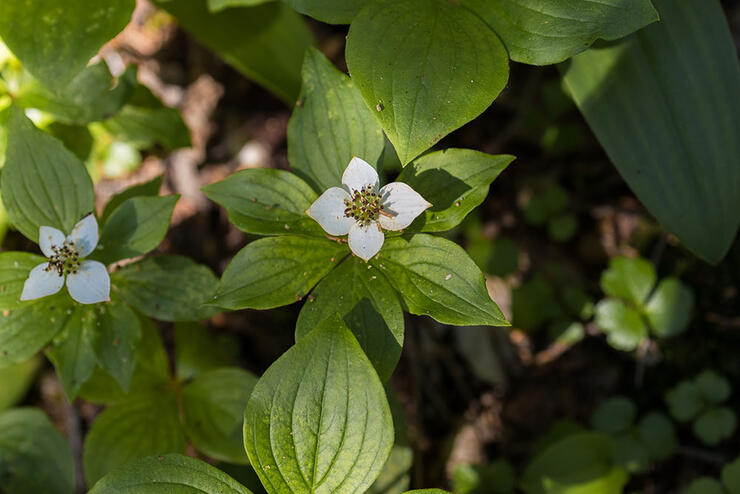 orphan-lake-trail-9