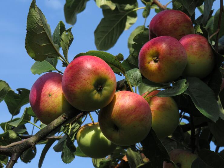 Apples on a tree