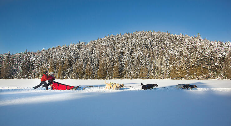 People dogsledding across snow scene