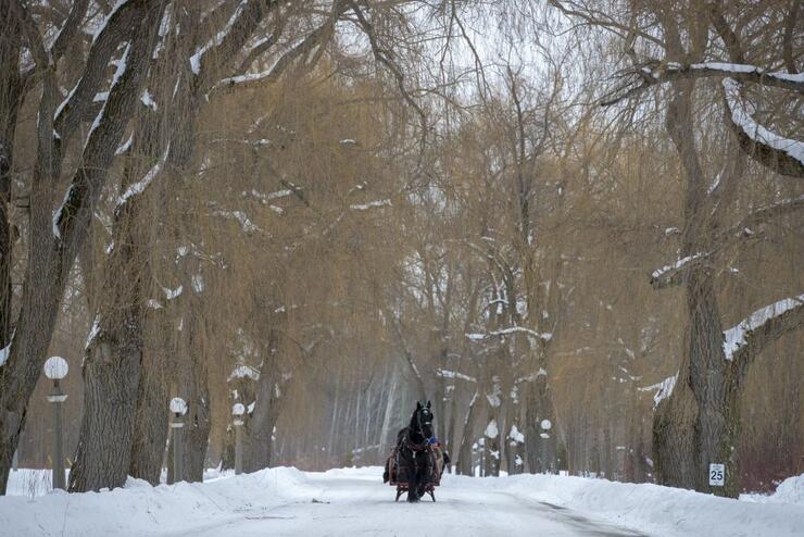 A horse-drawn carriage pulls people down a snowy road
