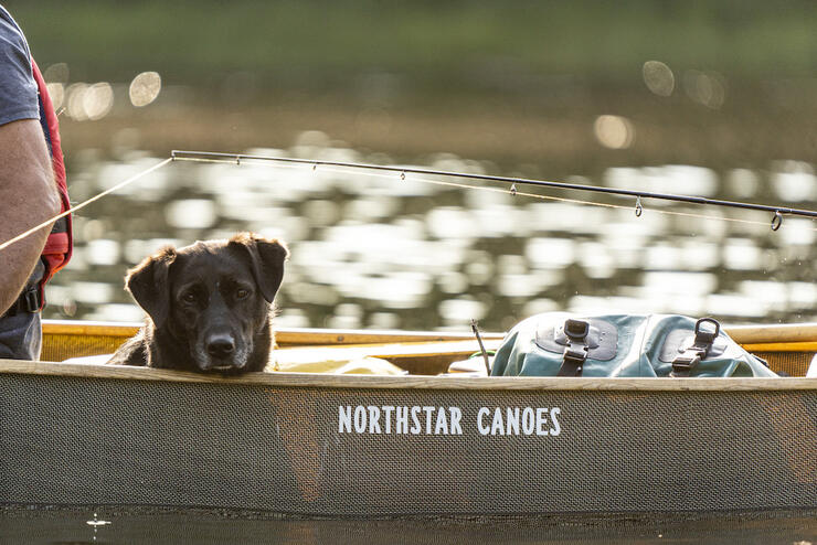 Dog resting his face on the edge of a canoe