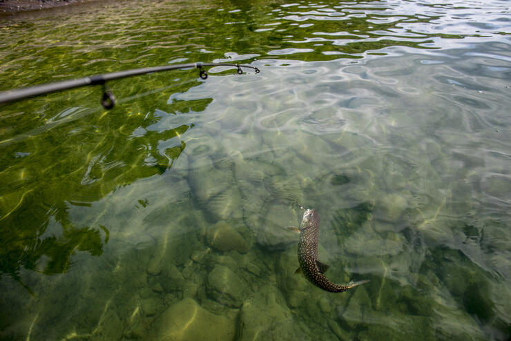 Reeling in a fish in green lake