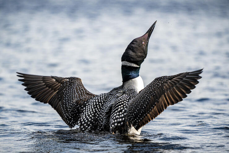 Loon with wings spread 