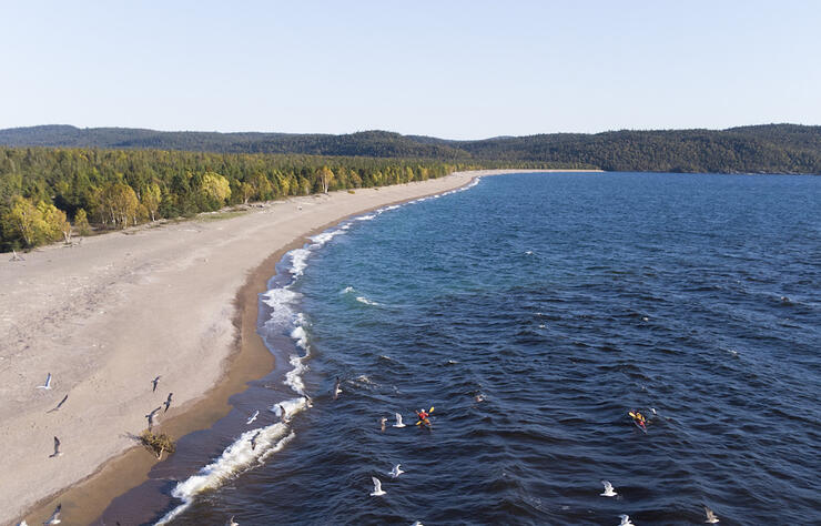 Two kayakers paddle parallel to shore as seagulls take off.