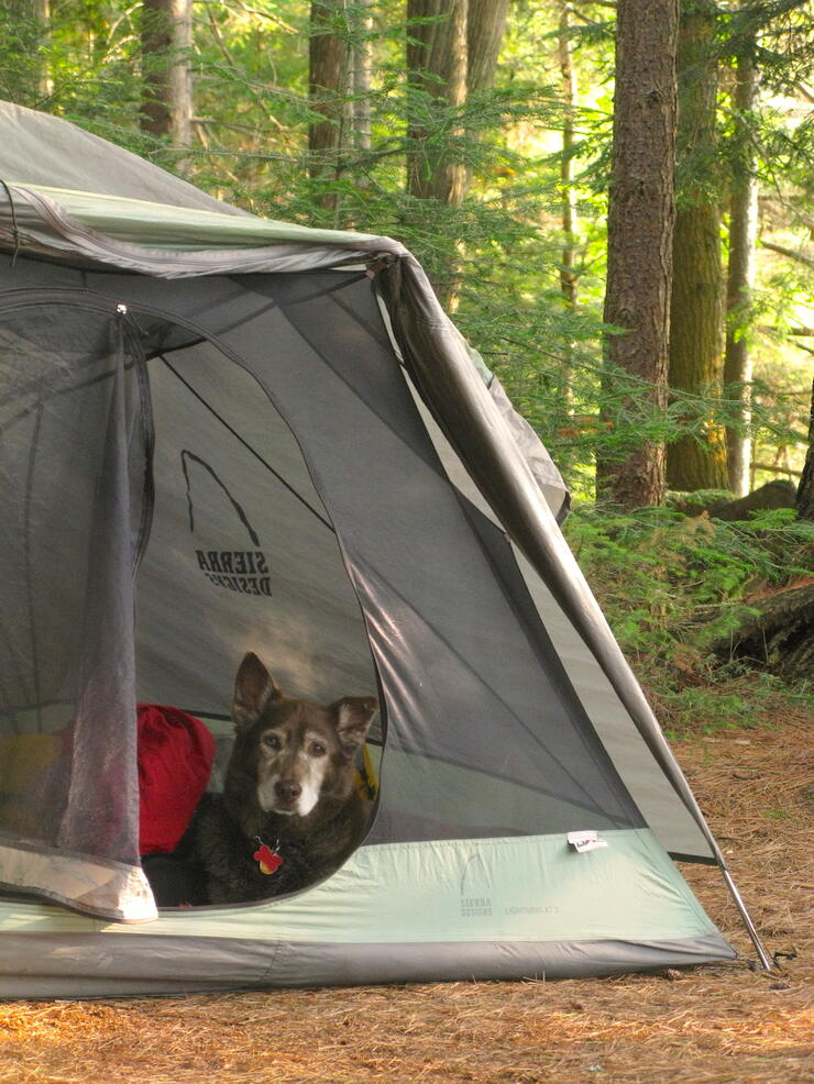 Older dog resting in a tent.