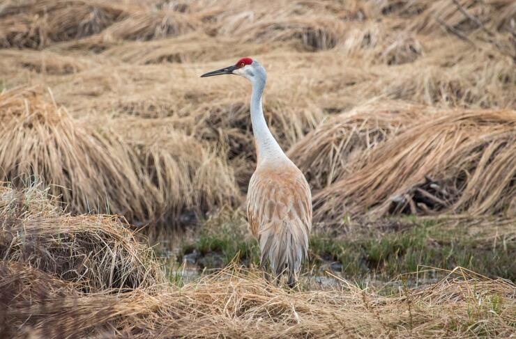 sandhill crane