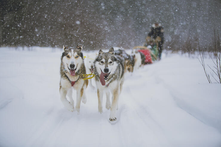 Team of dogs pulling a sled with snow falling. 