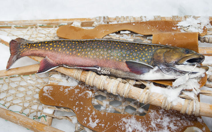 beauty brook trout