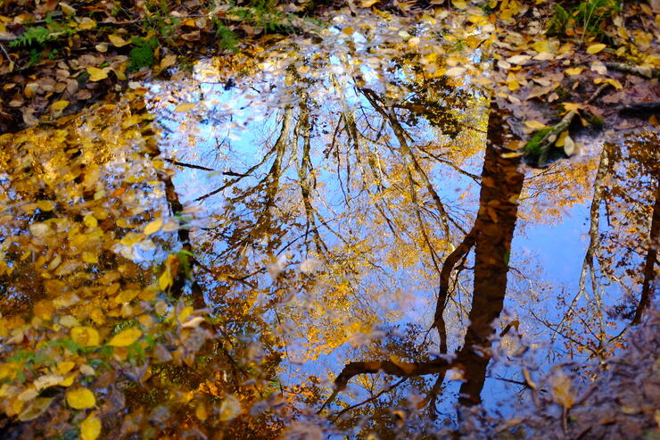 Reflection of yellow leaves in water