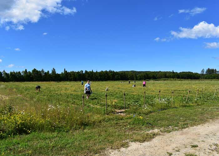 algoma highlands blueberry farm strawberry fields