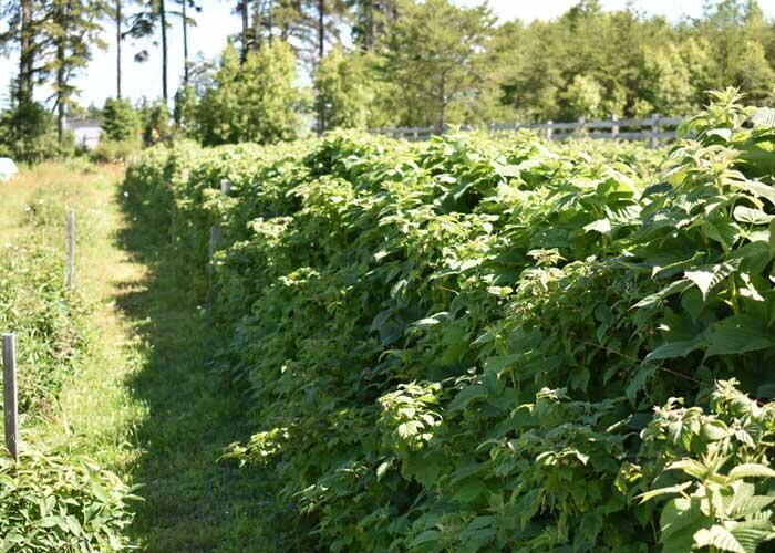 algoma highlands blueberry farm raspberry bushes