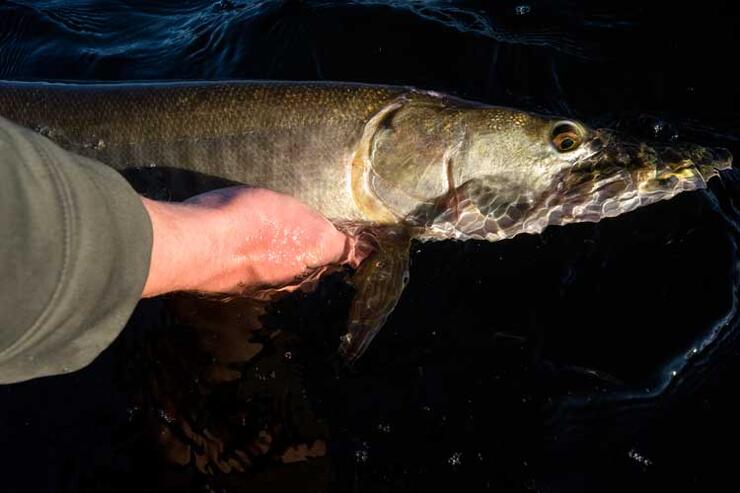 angler releasing ontario muskie