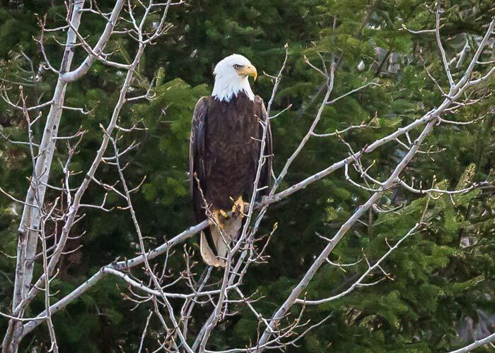 bald eagle