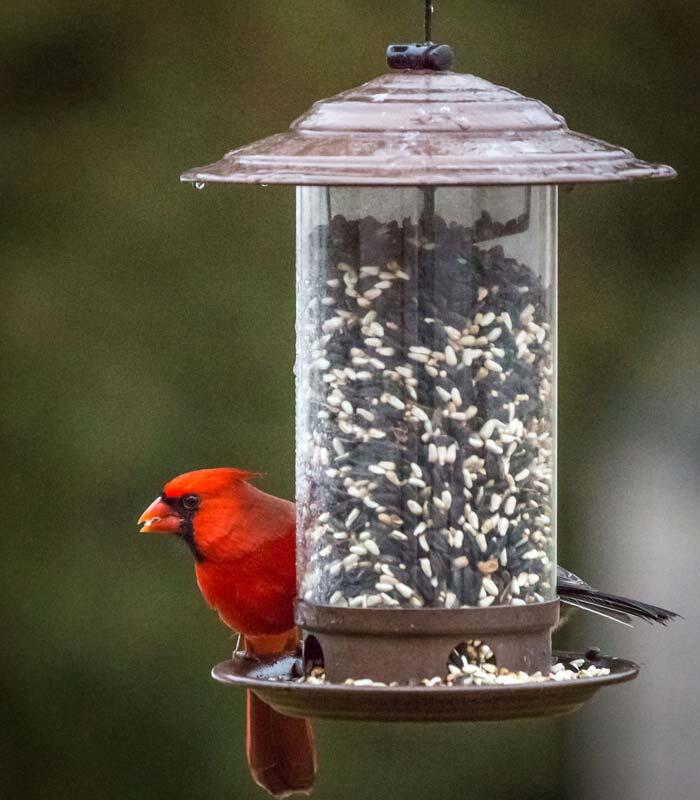 cardinal