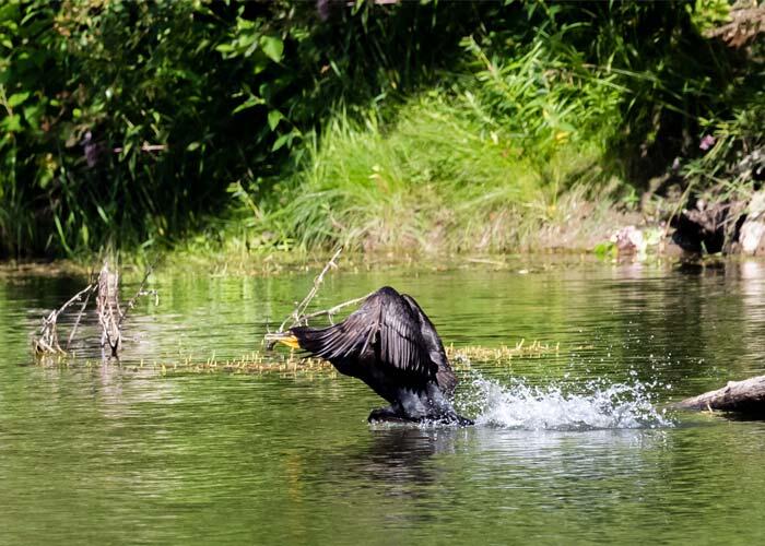 cormorant