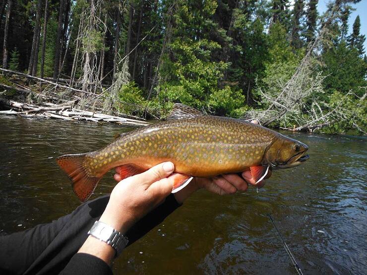 esnagami lake lodge brook trout fishing