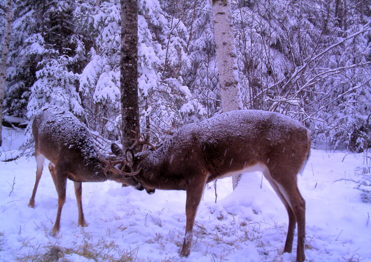 Whitetail deer during the rut - courtesy Jeff Gustafson