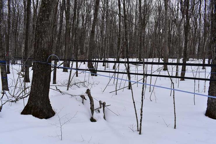 sap lines for maple syrup