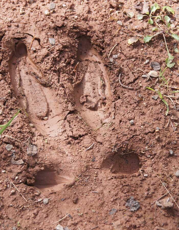 moose tracks in the mud