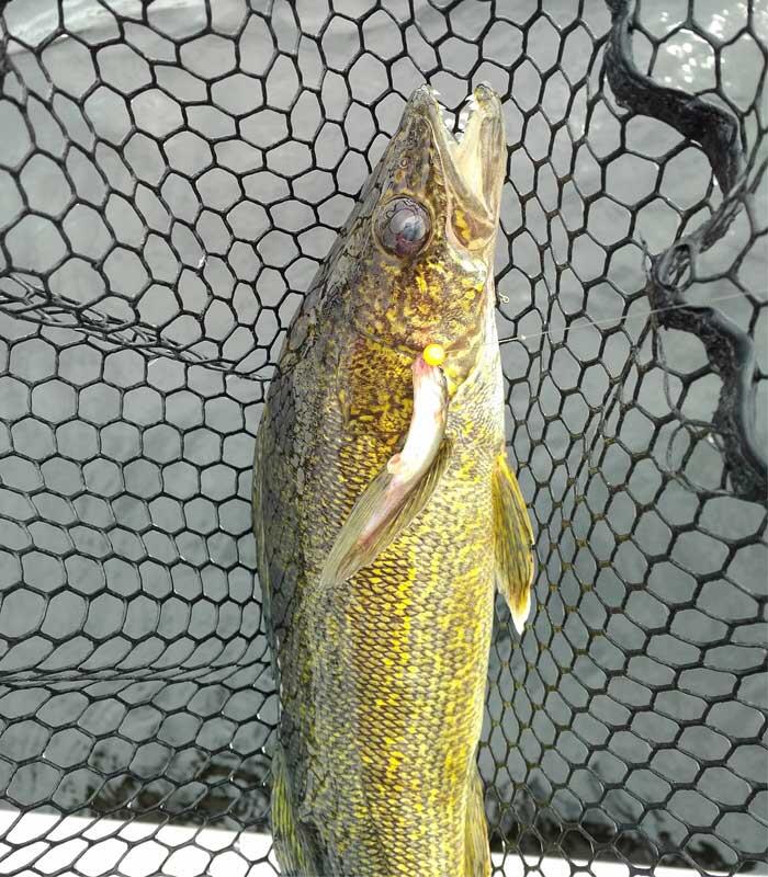 walleye in fishing net