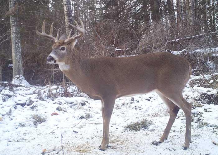 large ontario buck