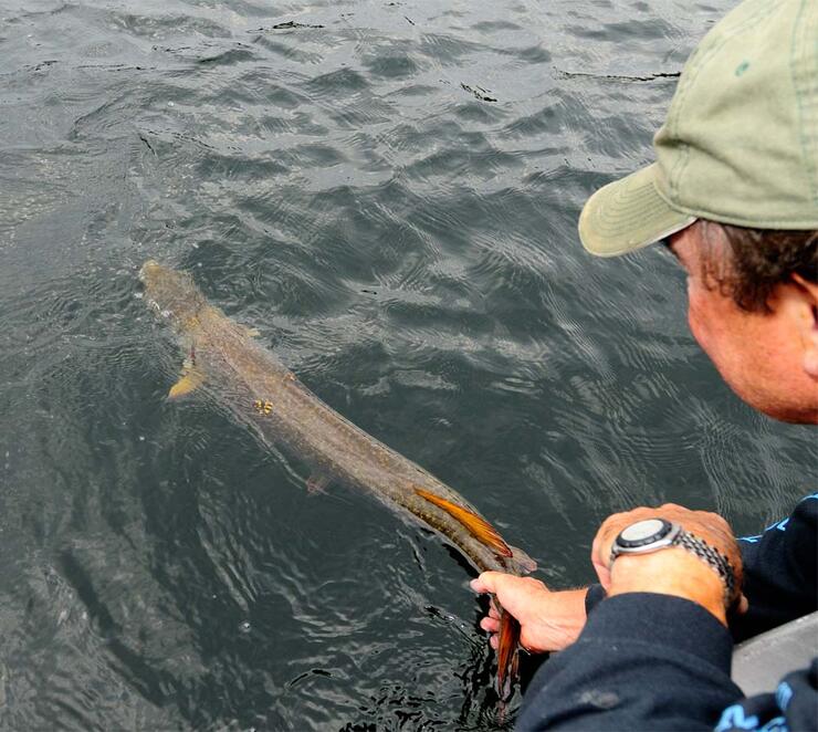 angler releasing northern pike