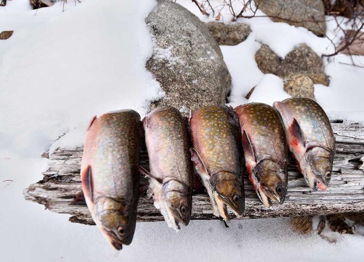 speckled trout ice fishing