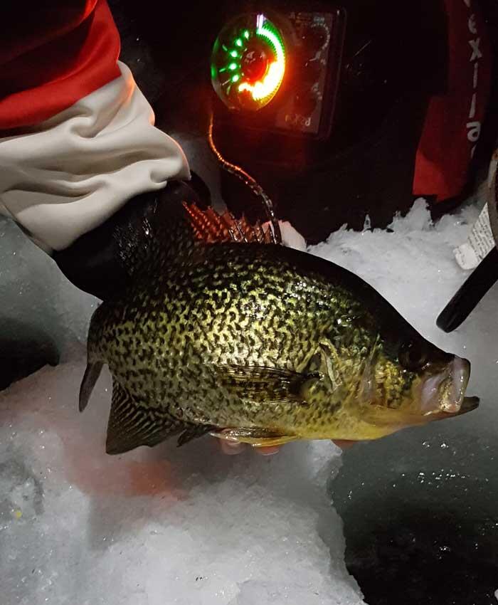crappie