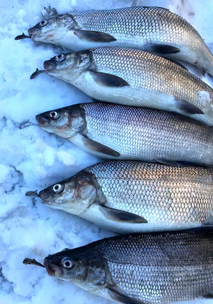 ontario whitefish