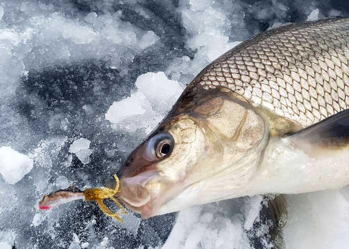 ontario whitefish