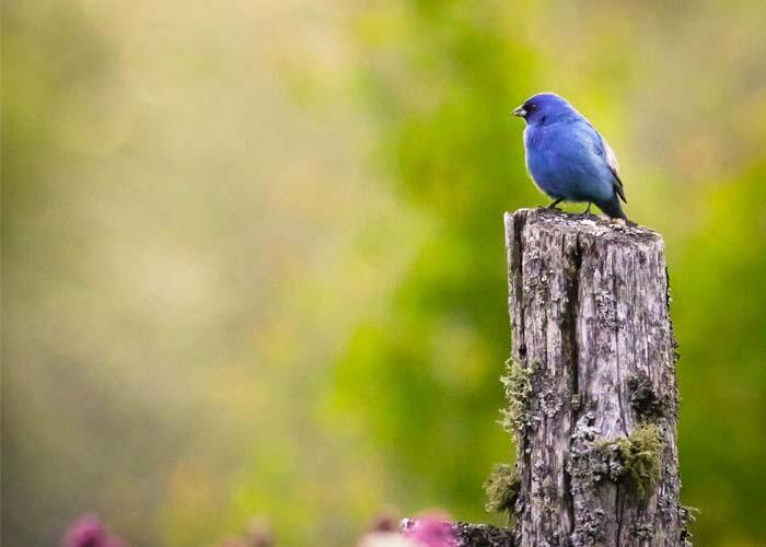 indigo bunting bird