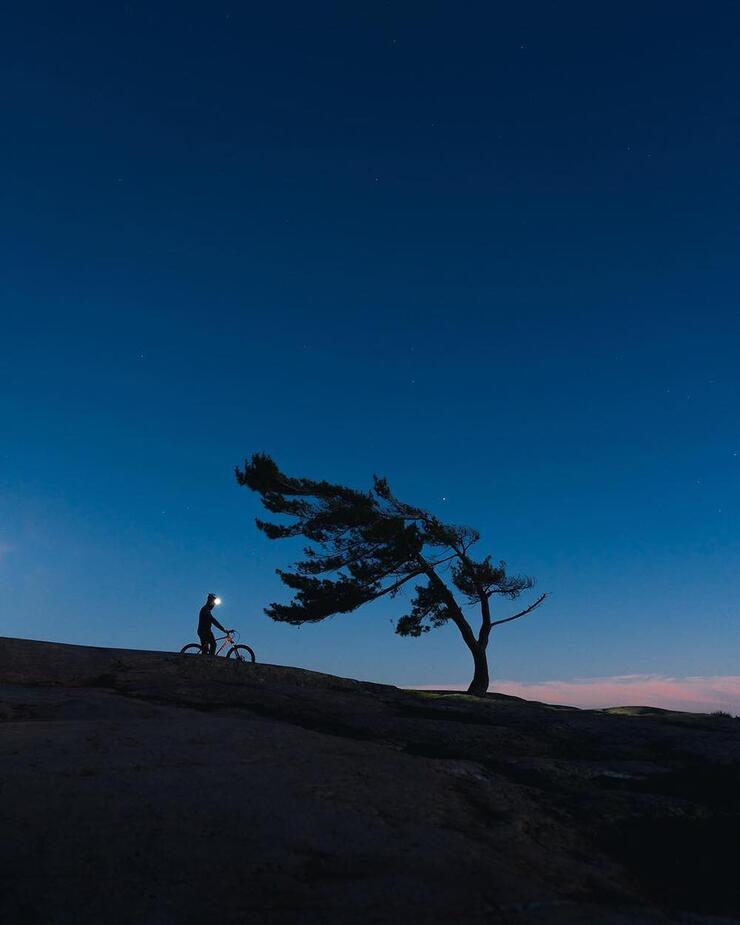 Person wearing headlamp on a bike beside windswept tree