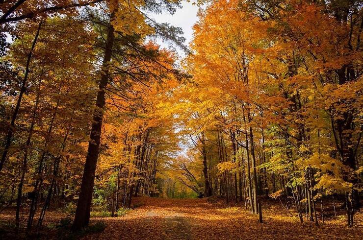 Fall colours on a trail