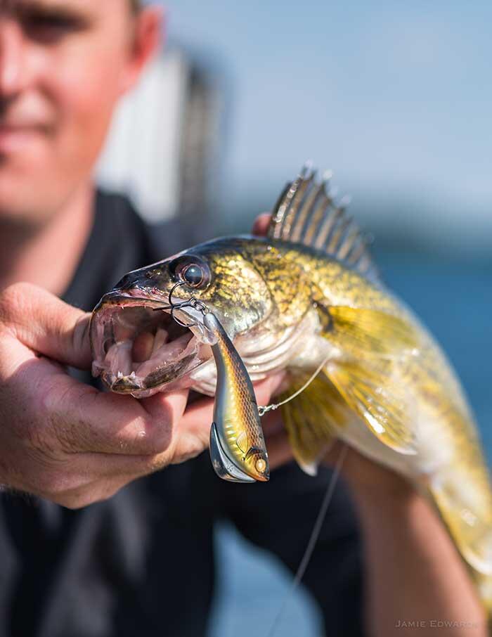 angler holding walleye with lure