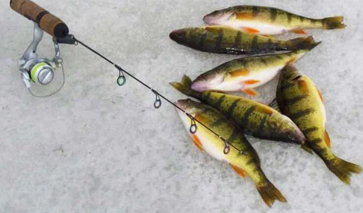 ontario perch on the ice