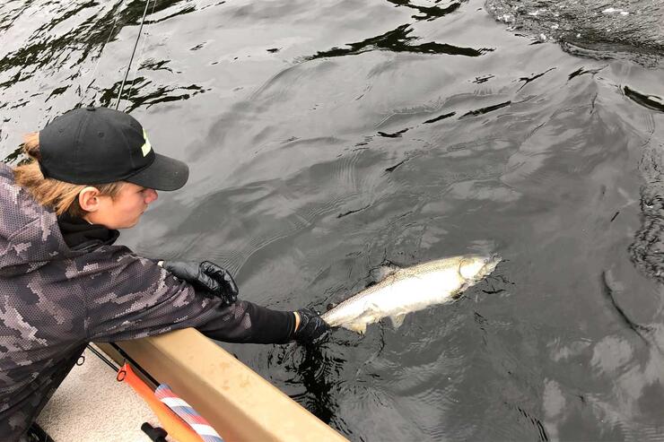 releasing salmon