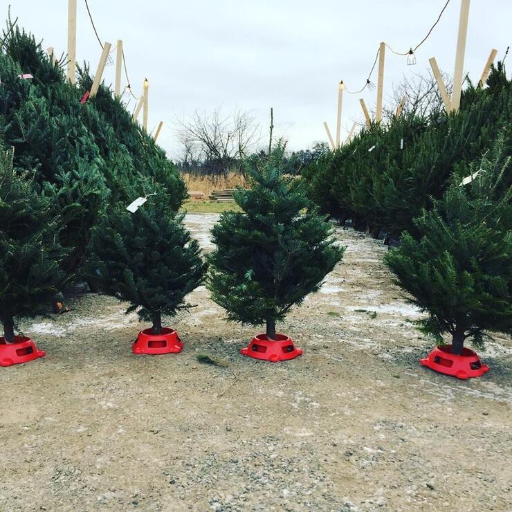 neal's country market christmas trees for sale