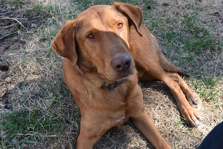 pearce-farm-dogs