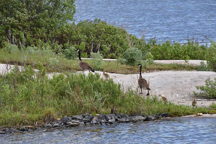northern ontario wildlife