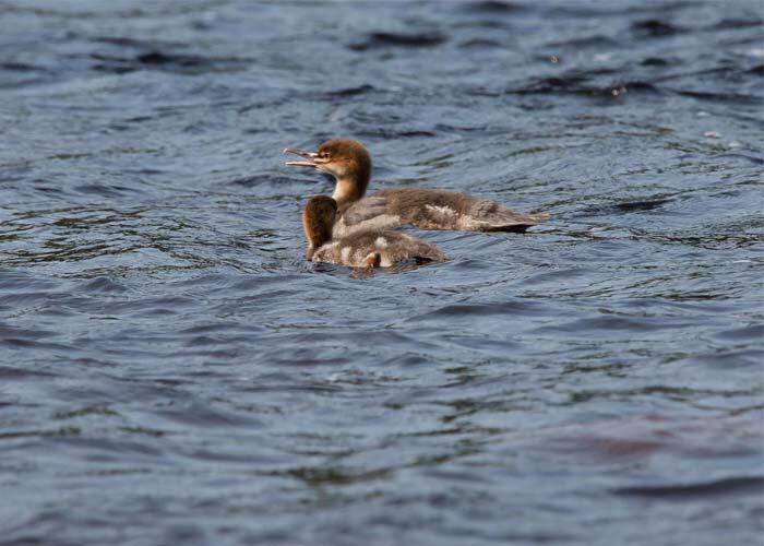 northern ontario ducks