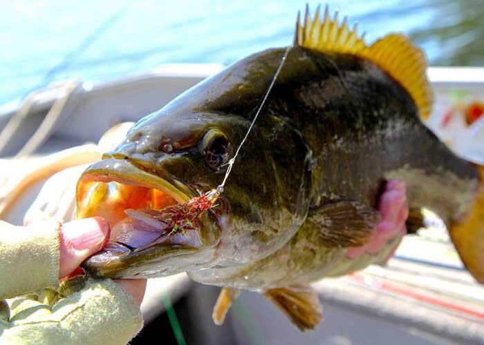 closeup of bass with fly in its mouth