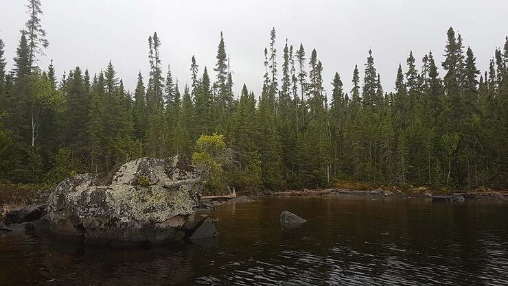 tree formation in a rock