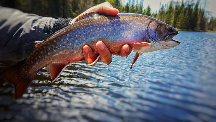 brook trout fishing at lodge island lodge