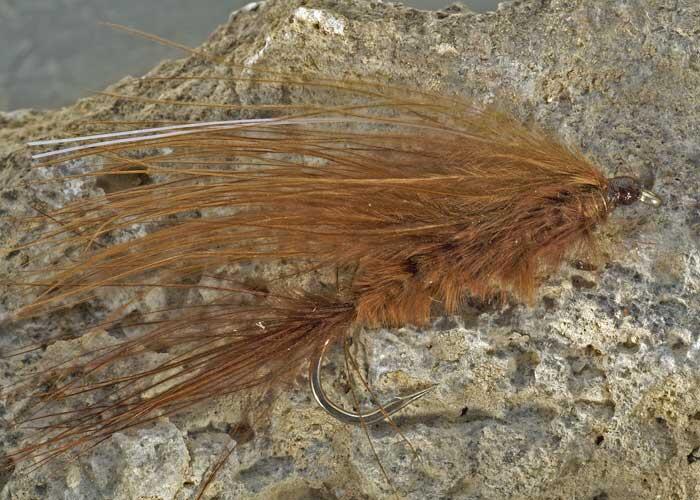 brown leech fly